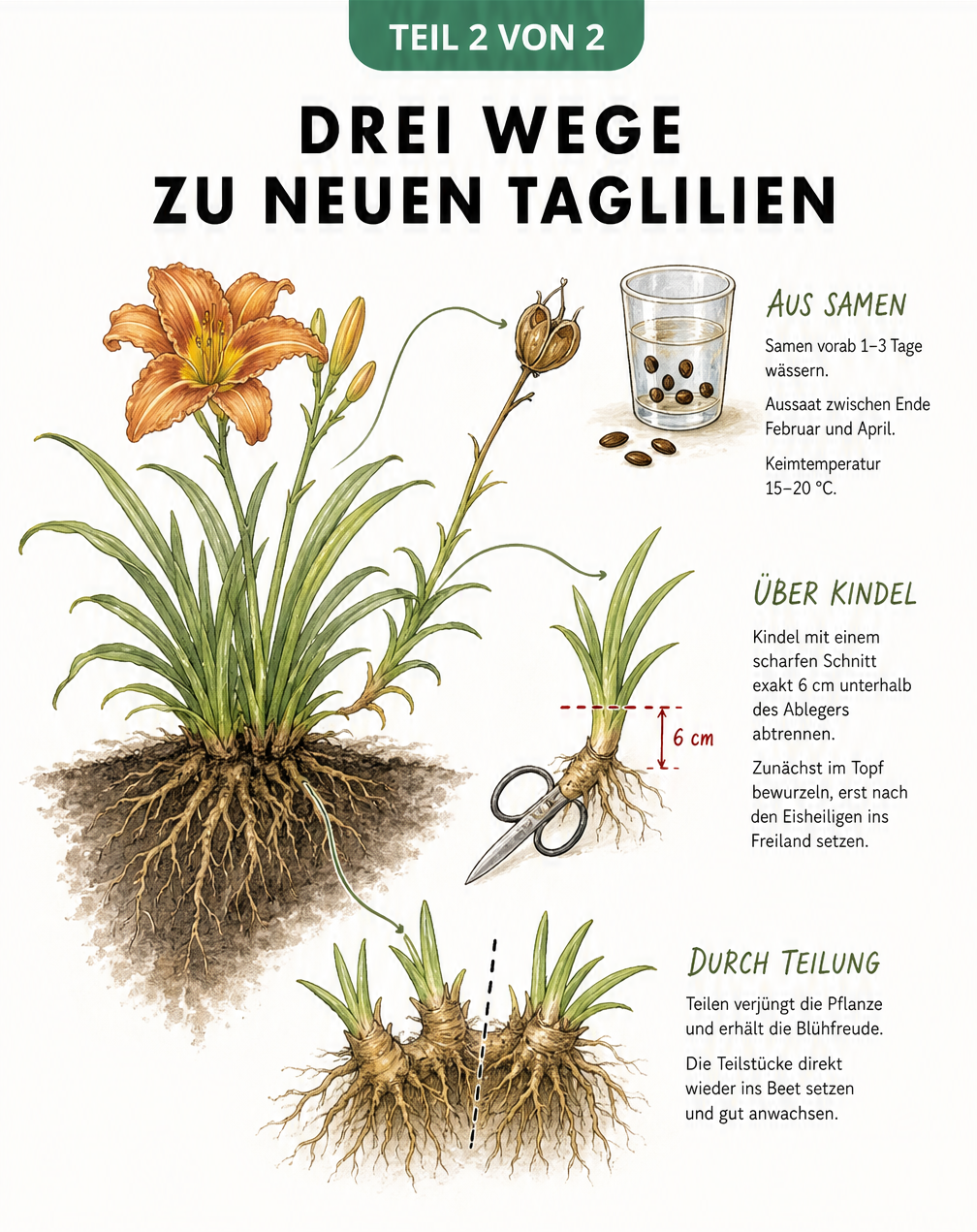 Übersicht der drei Methoden zur Vermehrung von Taglilien: Wurzelteilung, Kindel am Blütenstiel und Aussaat von Samen.