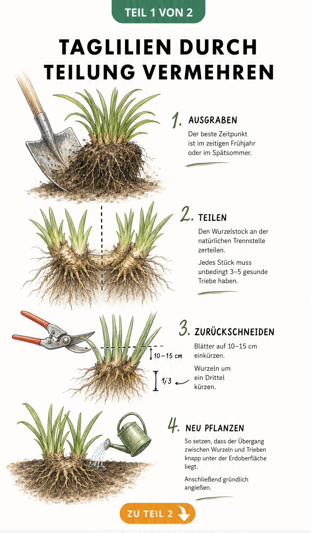 Botanische Illustration zur Vermehrung von Taglilien durch Teilung in vier Schritten: Ausgraben, Teilen, Rückschnitt und Neupflanzung.