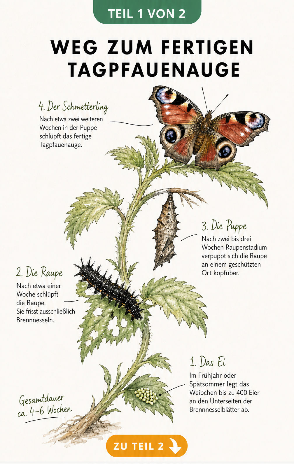 Botanische Illustration der vier Entwicklungsstadien des Tagpfauenauges vom Ei bis zum Schmetterling an einem Brennnesselzweig
