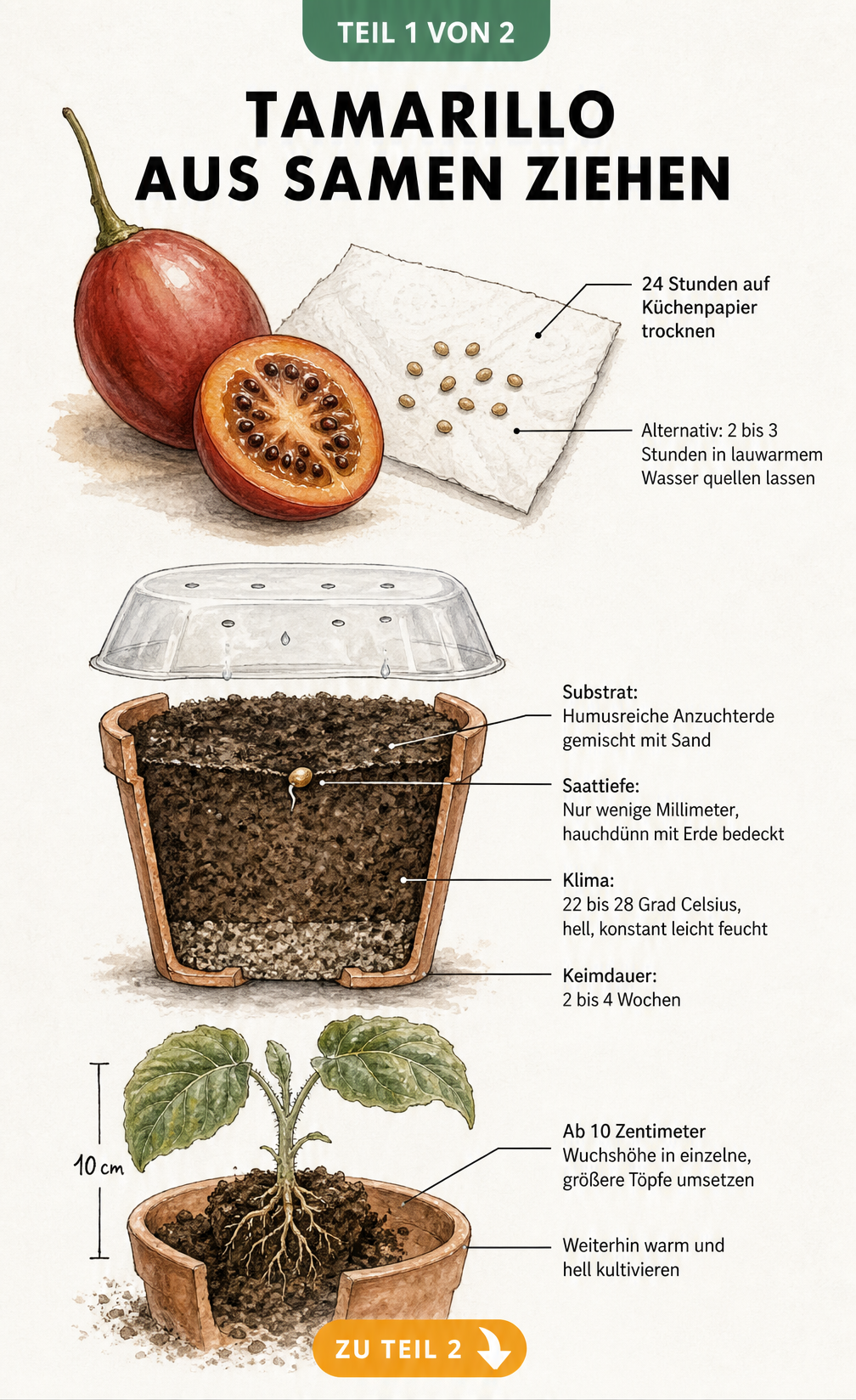 Botanische Illustration der Tamarillo-Anzucht: Von der Vorbereitung der Samen über die Aussaat im Topf bis zum Pikieren des Keimlings.