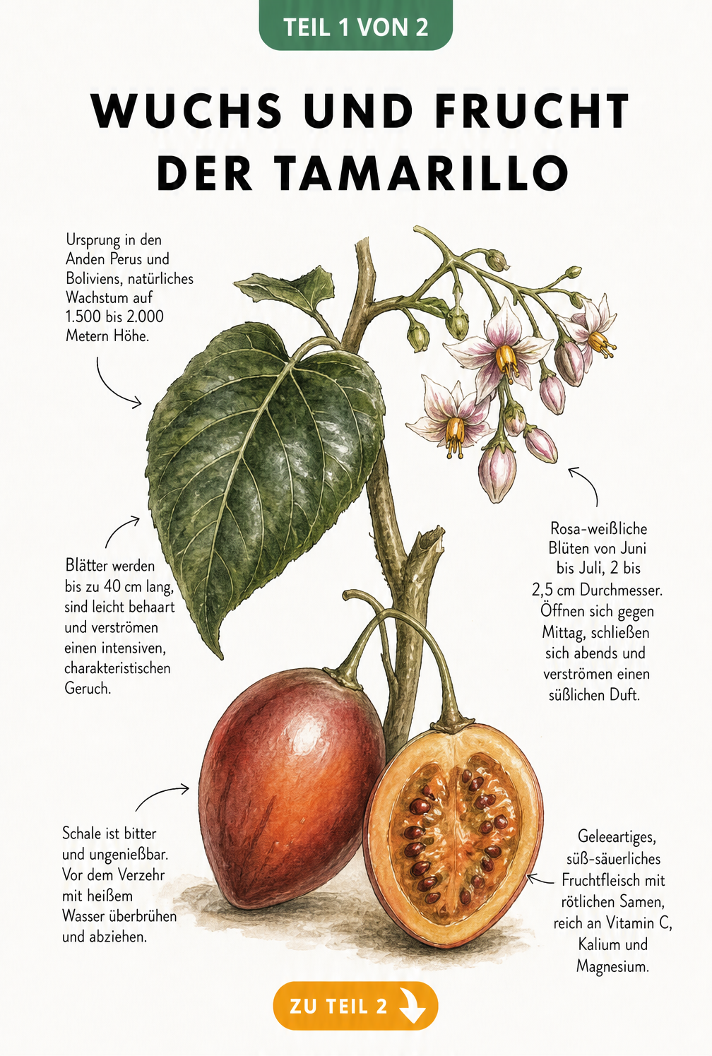 Botanische Illustration der Tamarillo mit Zweig, Blättern, Blüten und Früchten