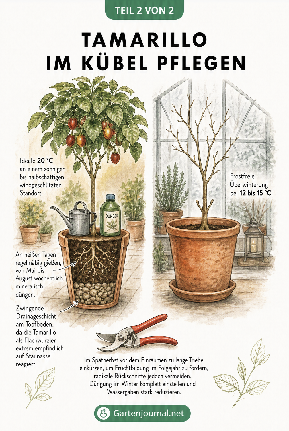 Illustration zur Pflege der Tamarillo im Kübel im Sommer und Winter