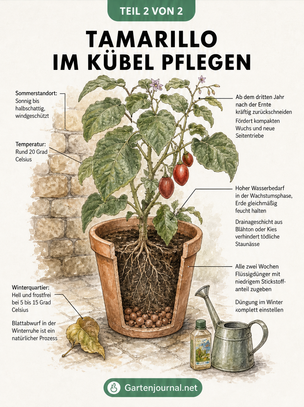 Illustration einer ausgewachsenen Tamarillo-Pflanze im Terrakotta-Kübel mit Hinweisen zu Standort, Temperatur, Gießen und Schneiden.