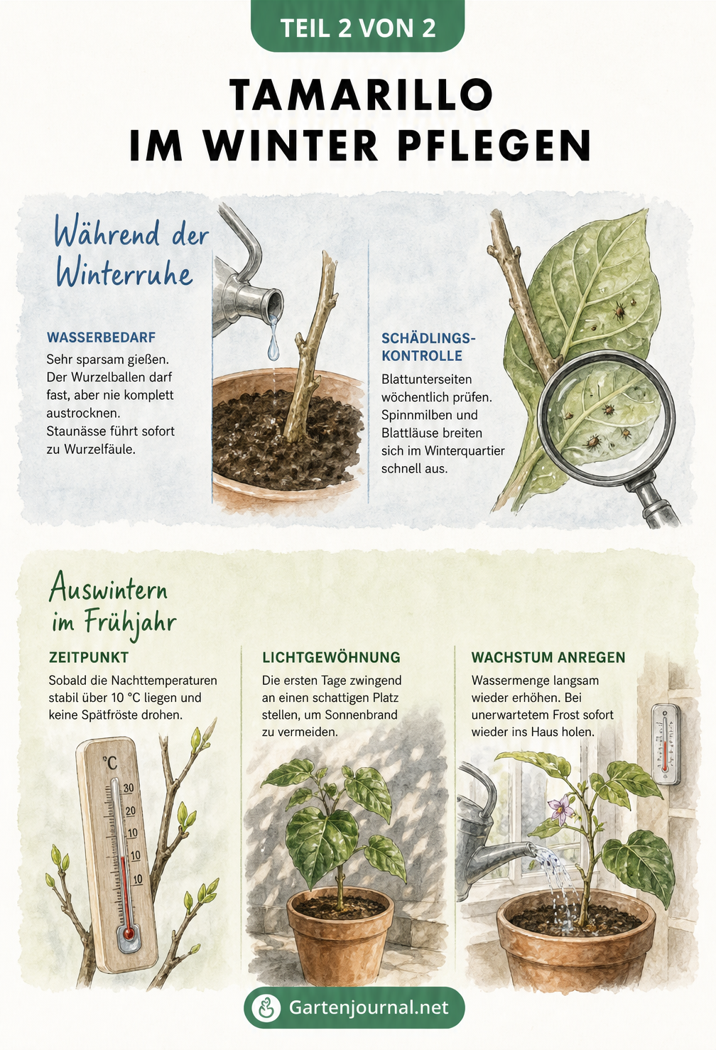 Illustrationen zur Pflege der Tamarillo im Winter und zum Auswintern im Frühjahr, inklusive Gießen, Schädlingskontrolle und Lichtgewöhnung.