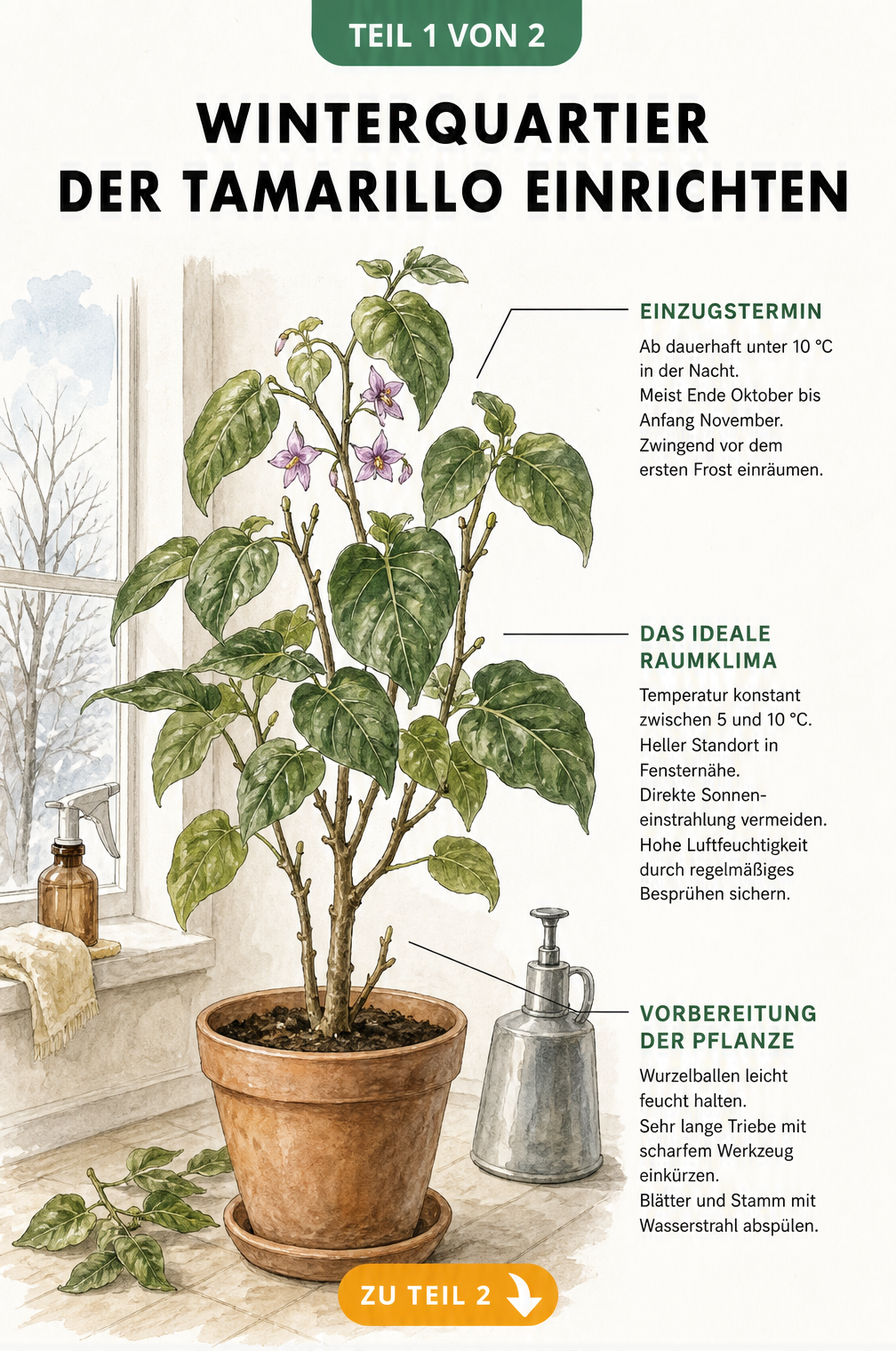 Botanische Illustration einer getopften Tamarillo mit Hinweisen zu Einzugstermin, Raumklima und Vorbereitung für das Winterquartier.