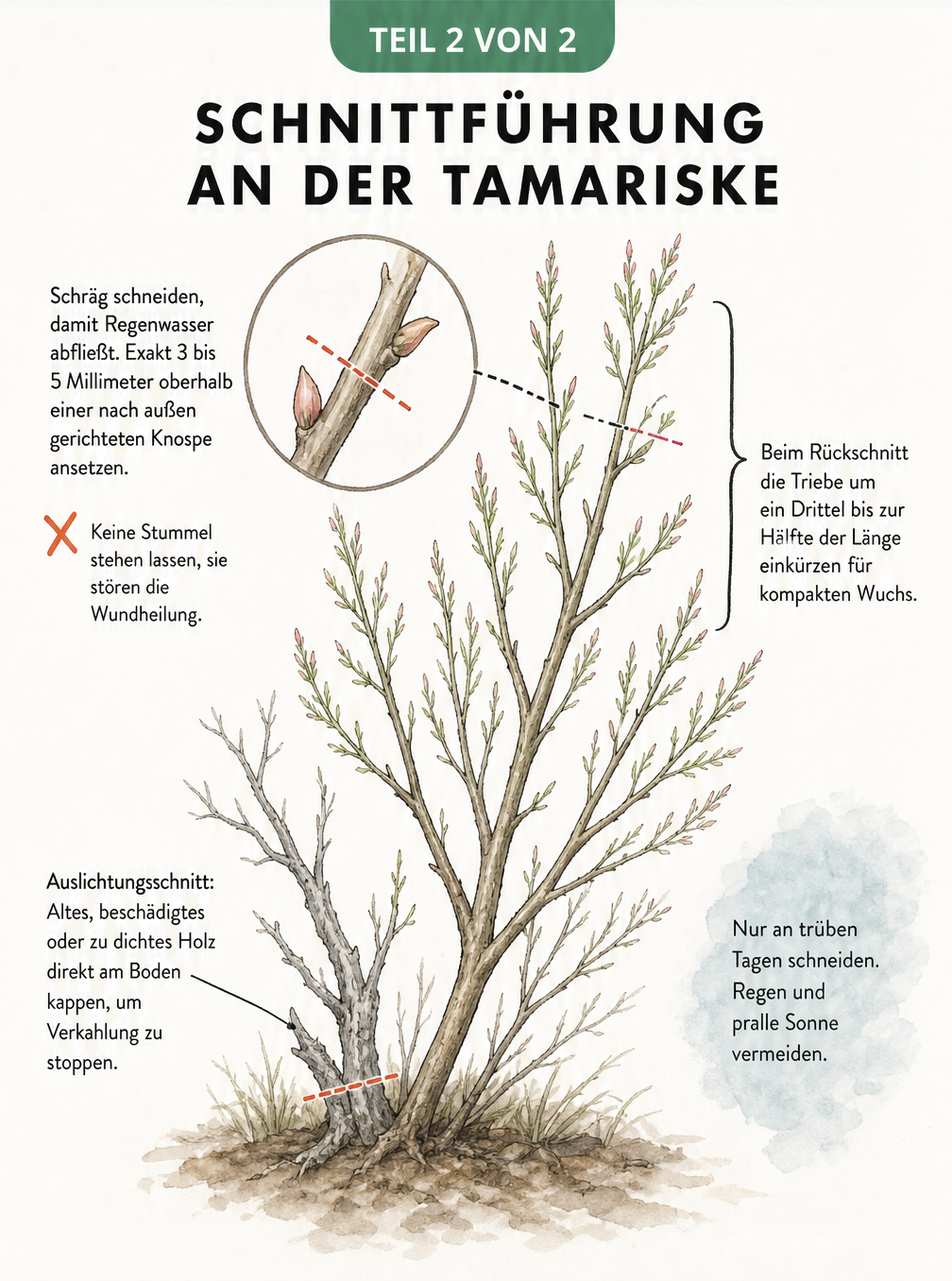 Detaillierte Zeichnung eines Tamarisken-Astes, die zeigt, wie man schräg über einer Knospe schneidet