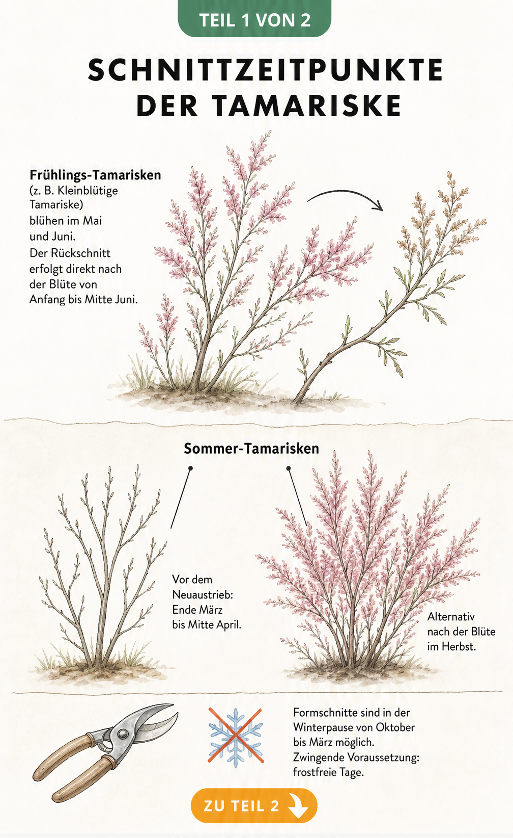 Botanische Illustration der Frühlings- und Sommer-Tamariske mit Markierungen für den optimalen Schnittzeitpunkt