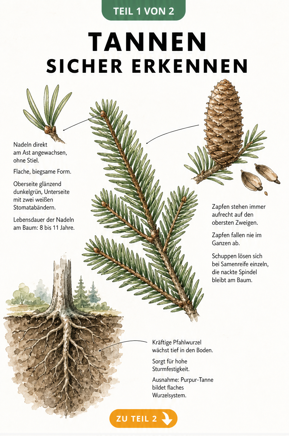Botanische Zeichnung eines Tannenzweigs mit Nadeln, Zapfen und Wurzelsystem zur Bestimmung