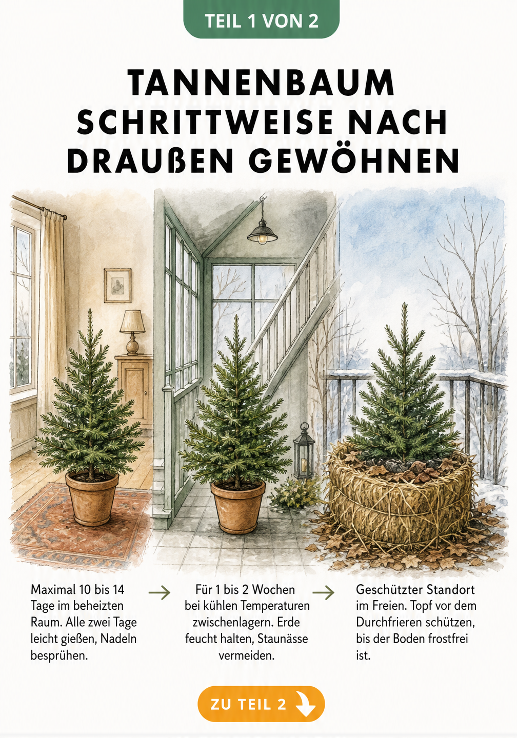 Schnittzeichnung eines Hauses mit Garten, die zeigt, wie ein Tannenbaum im Topf schrittweise vom warmen Wohnzimmer über einen kühlen Raum nach draußen auf die...