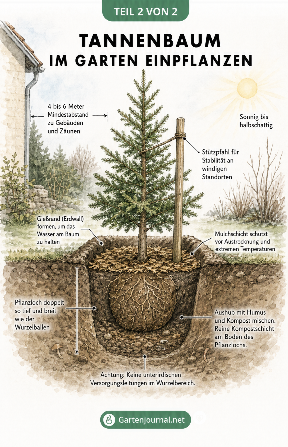 Botanische Querschnittszeichnung eines frisch gepflanzten Tannenbaums im Garten mit Details zu Pflanzloch, Wurzelballen, Kompost, Gießrand und Stützpfahl.