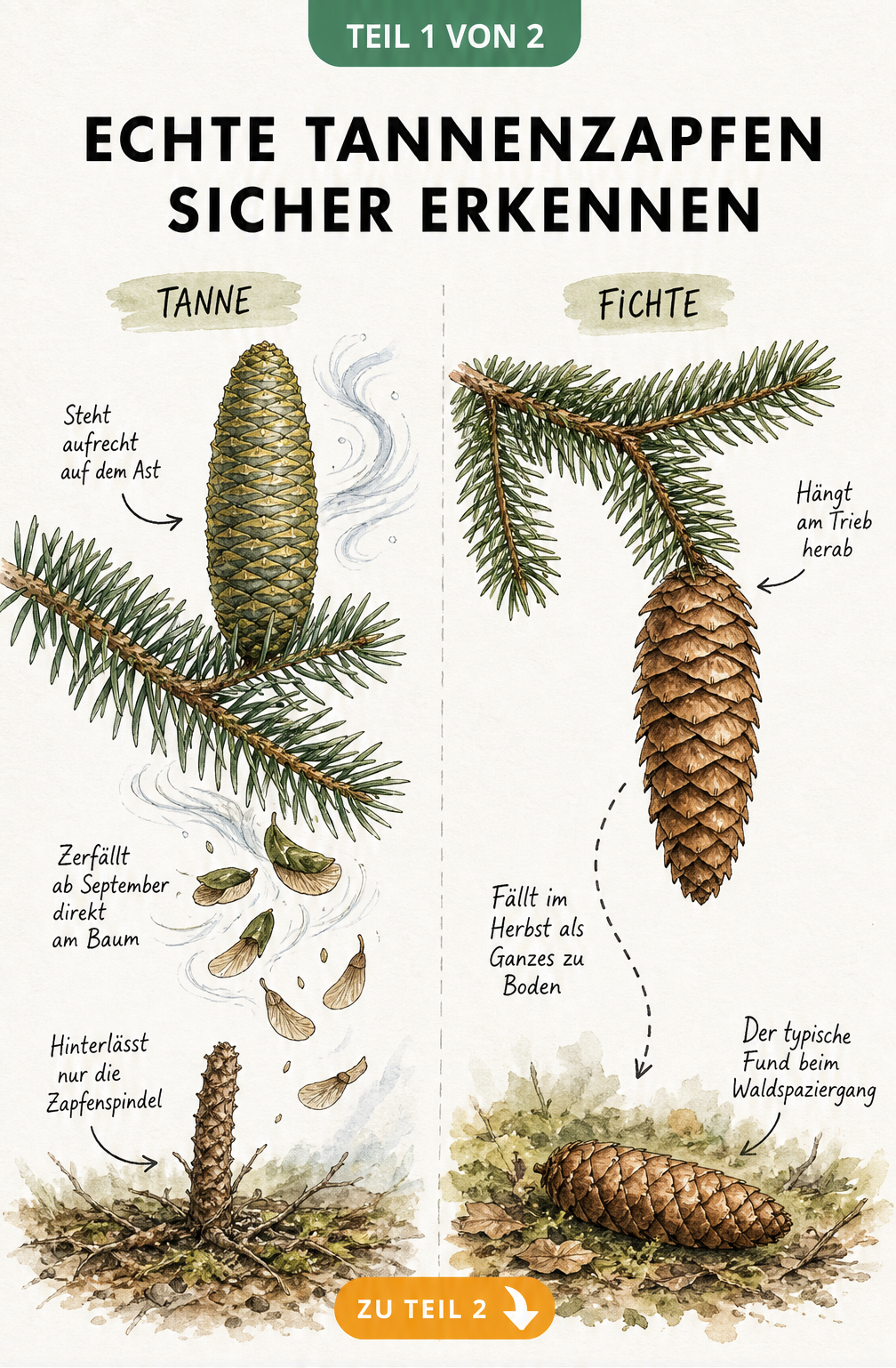 Illustration: Echte Tannenzapfen stehen aufrecht am Zweig und zerfallen, während Fichtenzapfen hängen und als Ganzes zu Boden fallen.