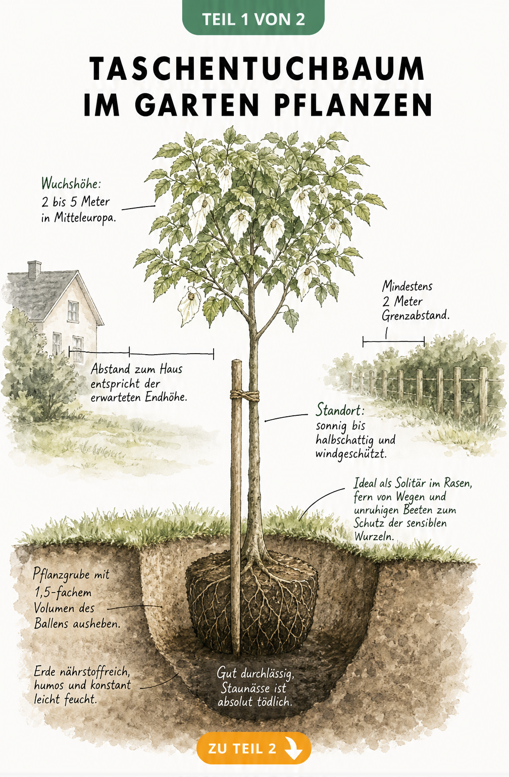 Botanische Querschnitt-Illustration eines jungen Taschentuchbaums im Erdreich mit Pflanzloch, Stützpfahl und Abstandsregeln
