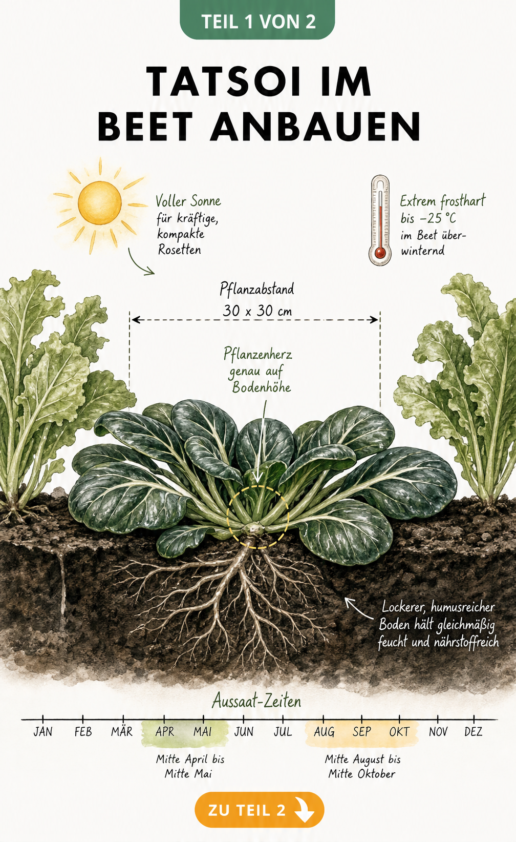 Querschnitt eines Gemüsebeets mit einer Tatsoi-Rosette, die flach auf dem Boden aufliegt, und sichtbarem Wurzelwerk im Humusboden.