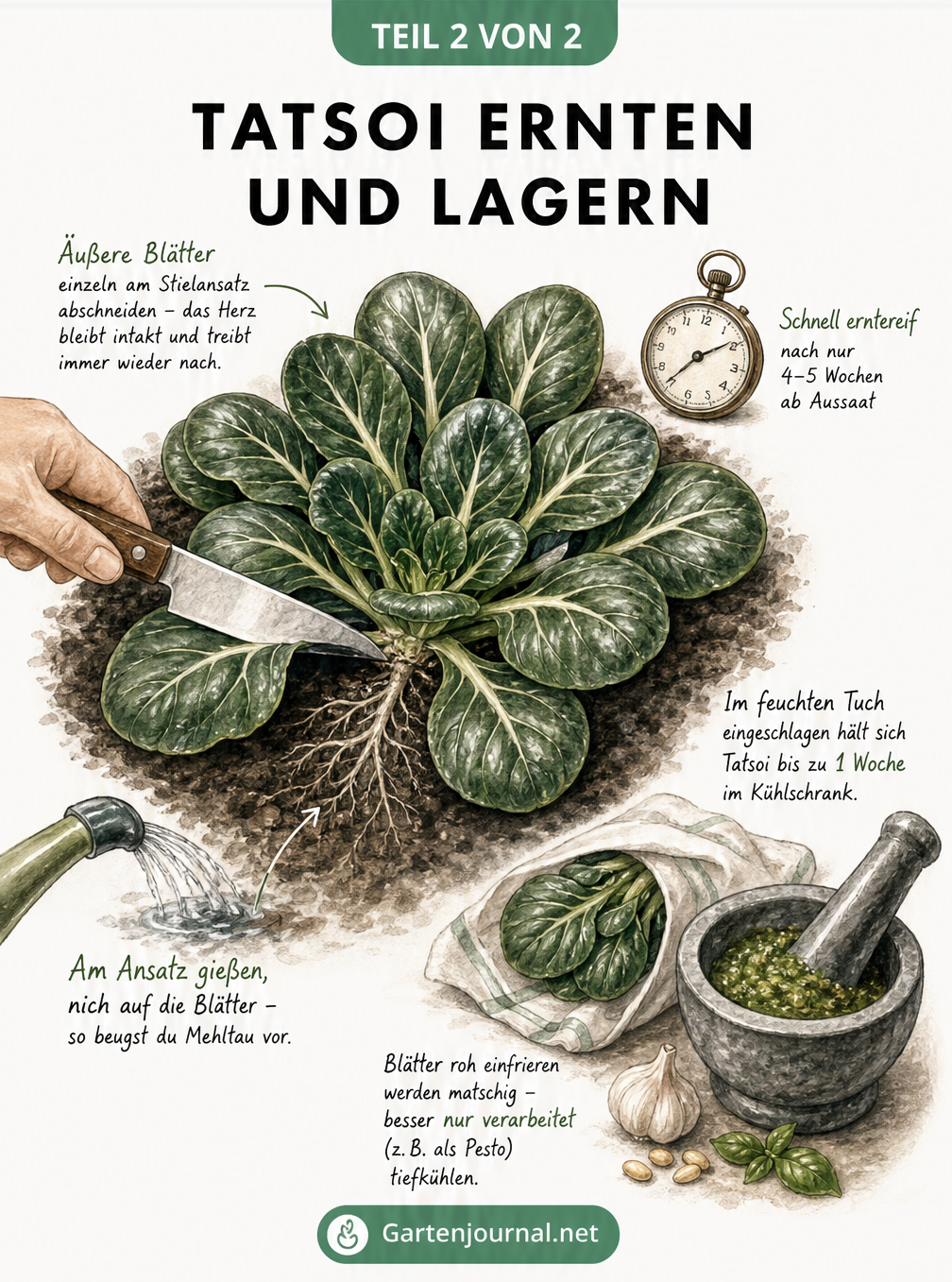 Aufsicht auf eine erntereife Tatsoi-Pflanze, bei der ein äußeres Blatt mit einem Messer abgetrennt wird.