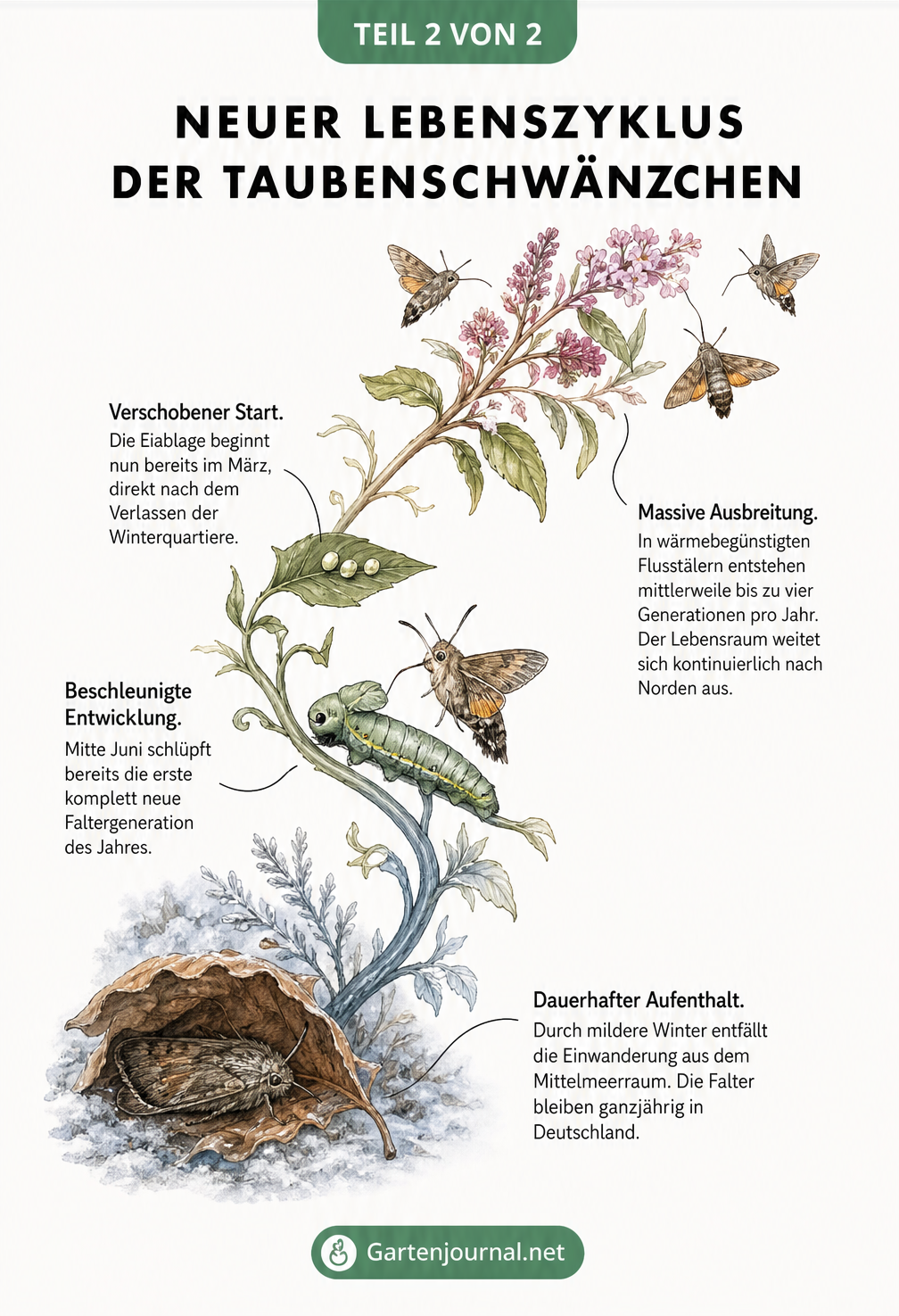 Illustration einer Blütenranke, die den veränderten Lebenszyklus des Taubenschwänzchens vom Winter bis zum Hochsommer zeigt