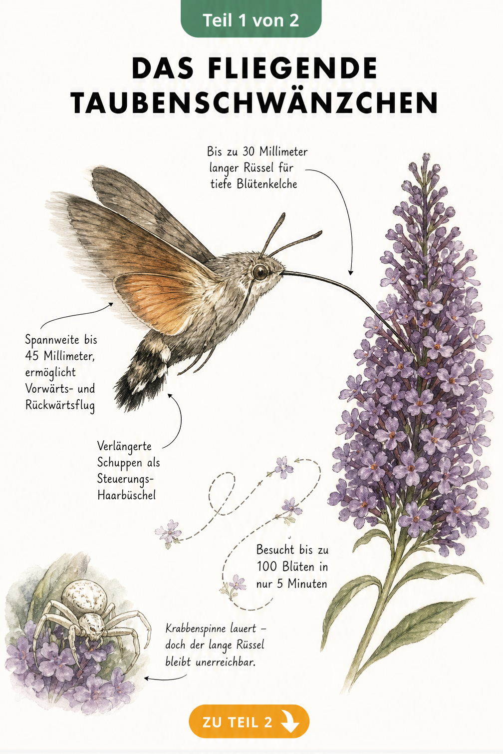 Illustration eines Taubenschwänzchens im Schwirrflug vor einer Blüte mit Details zu Rüssel, Flügeln und Flugroute