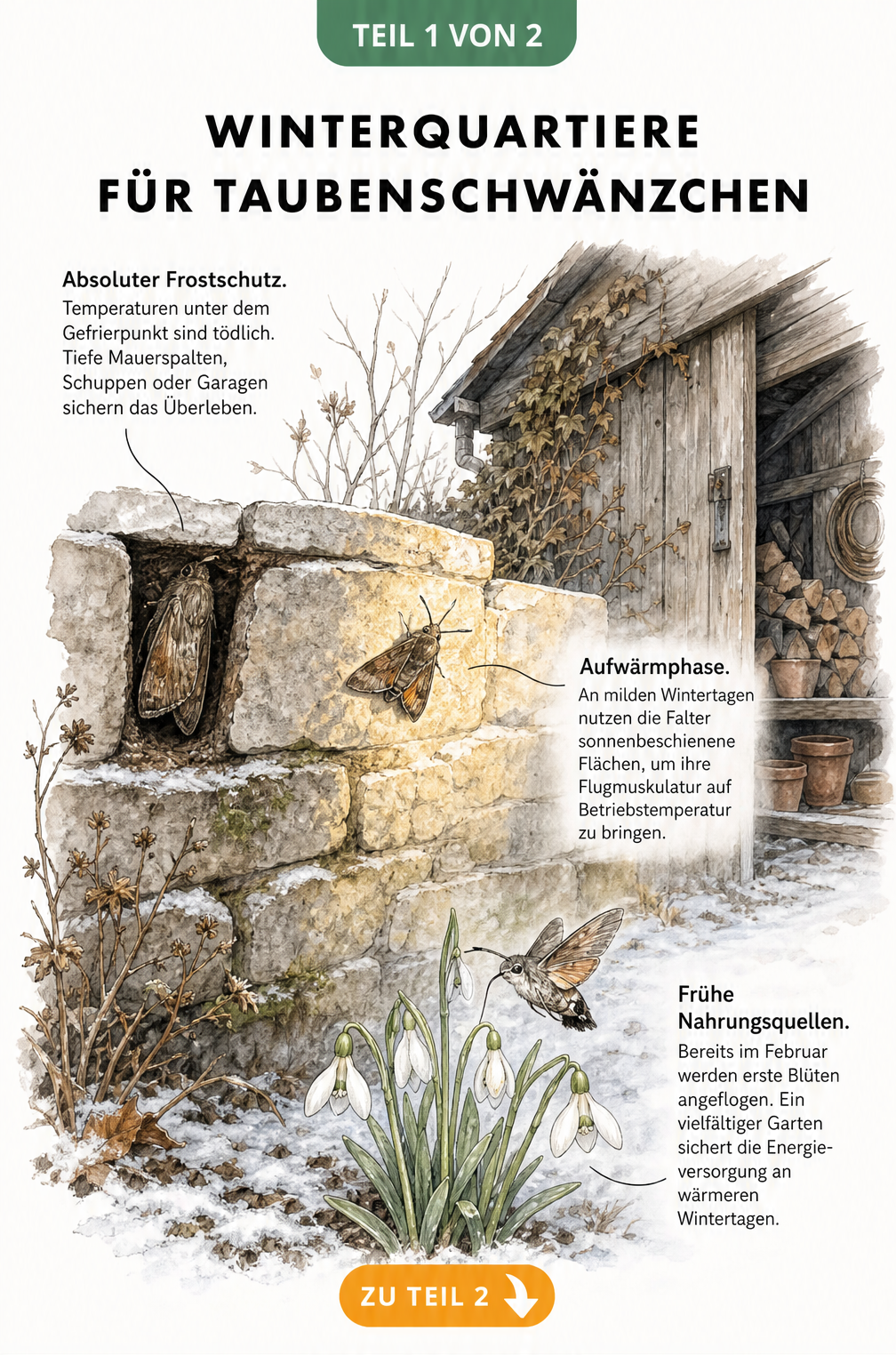 Querschnitt einer Steinmauer im Winter mit überwinternden Taubenschwänzchen und blühenden Schneeglöckchen