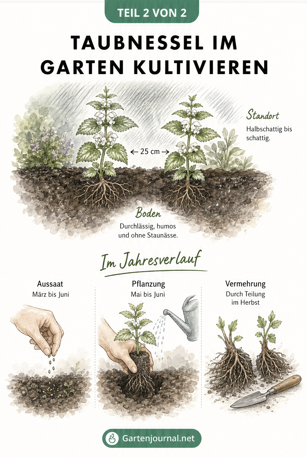 Querschnitt-Zeichnung eines Gartenbeets mit Taubnesseln und Vignetten zur Aussaat, Pflanzung und Vermehrung