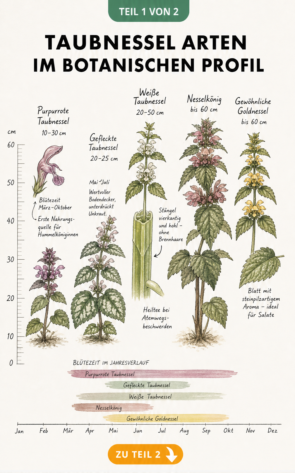 Botanische Lehrtafel mit fünf Taubnessel-Arten im Vergleich, inklusive Wuchshöhe, Blütezeit und Besonderheiten.