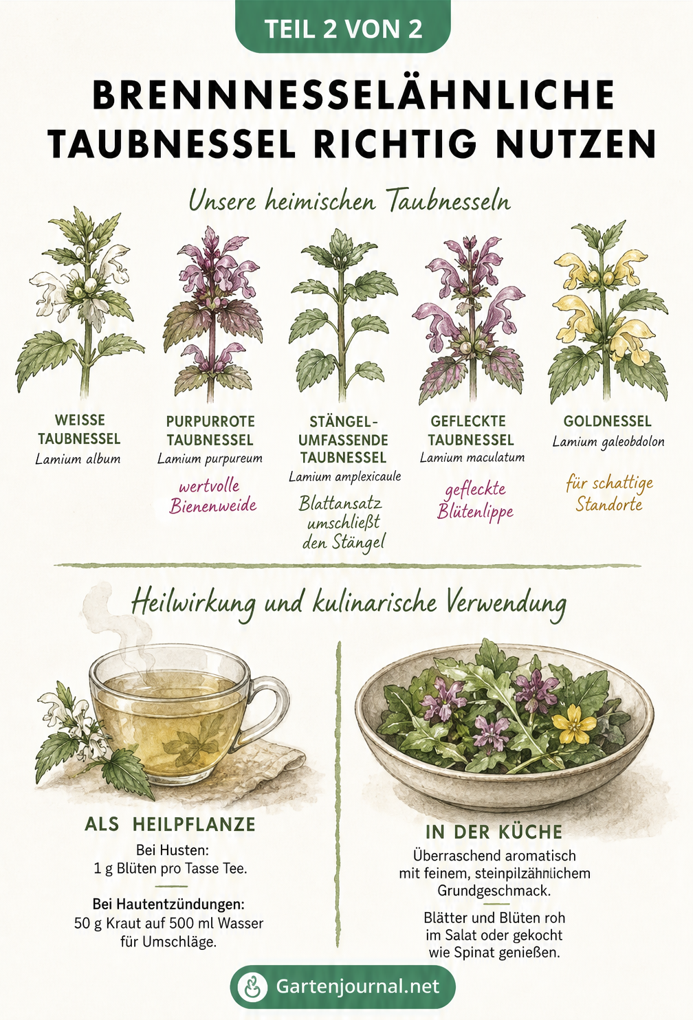 Illustration verschiedener Taubnessel-Arten und deren Anwendung als Tee, Umschlag und in der Küche