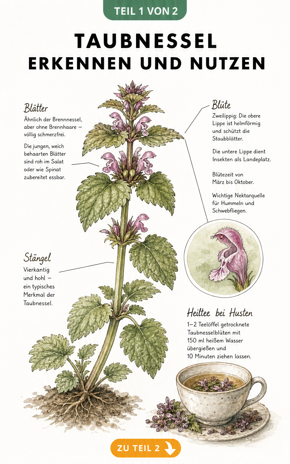 Botanische Illustration einer blühenden Taubnessel mit Details zu Blättern, Stängel, Blüte und einem Rezept für Heiltee