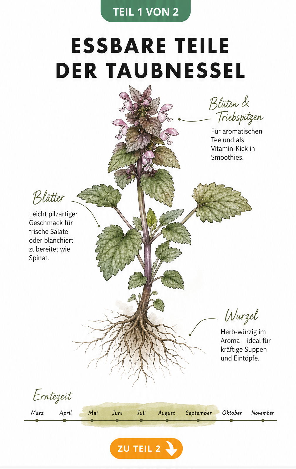 Botanische Illustration einer Taubnessel mit Hinweisen zur essbaren Verwendung von Blättern, Blüten und Wurzeln