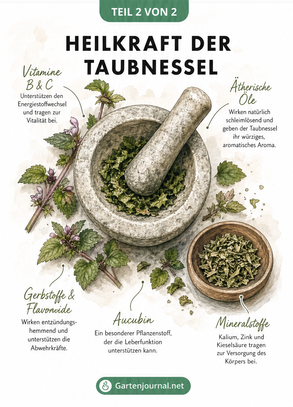 Illustration eines Mörsers mit frischen Taubnesselblättern und Erklärungen zu Inhaltsstoffen wie Vitaminen und ätherischen Ölen
