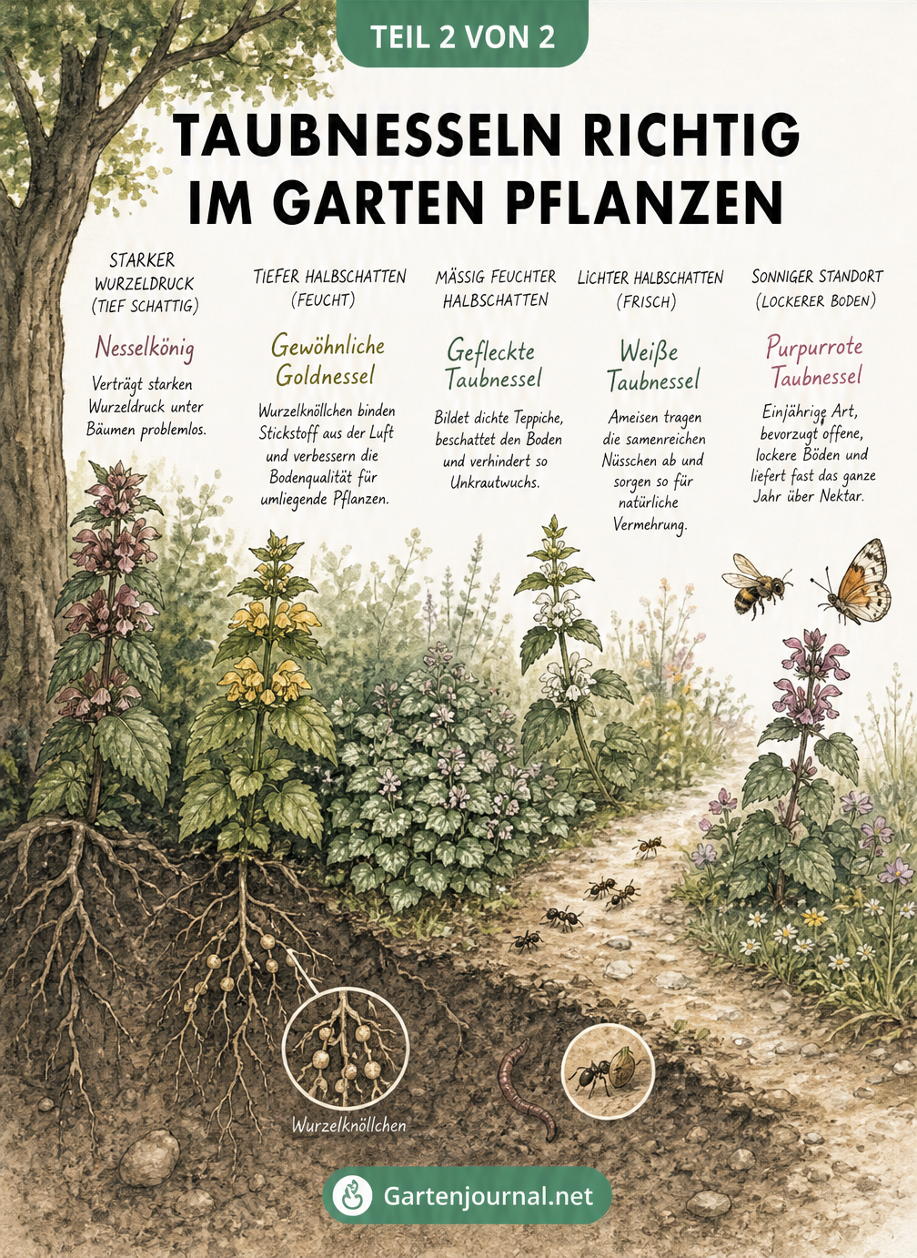 Querschnittszeichnung eines Gartens, die zeigt, welche Taubnessel-Art an welchem Standort am besten wächst.