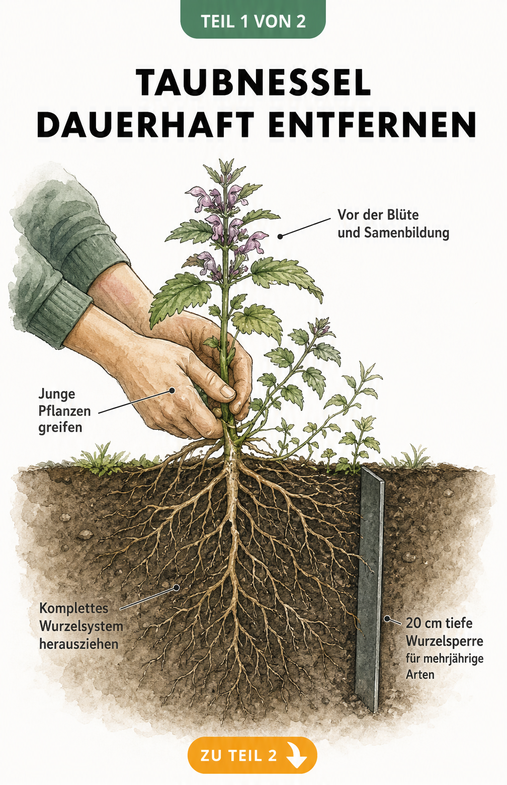Botanische Illustration einer Taubnessel mit oberirdischen Pflanzenteilen und unterirdischem Wurzelsystem sowie einer Wurzelsperre