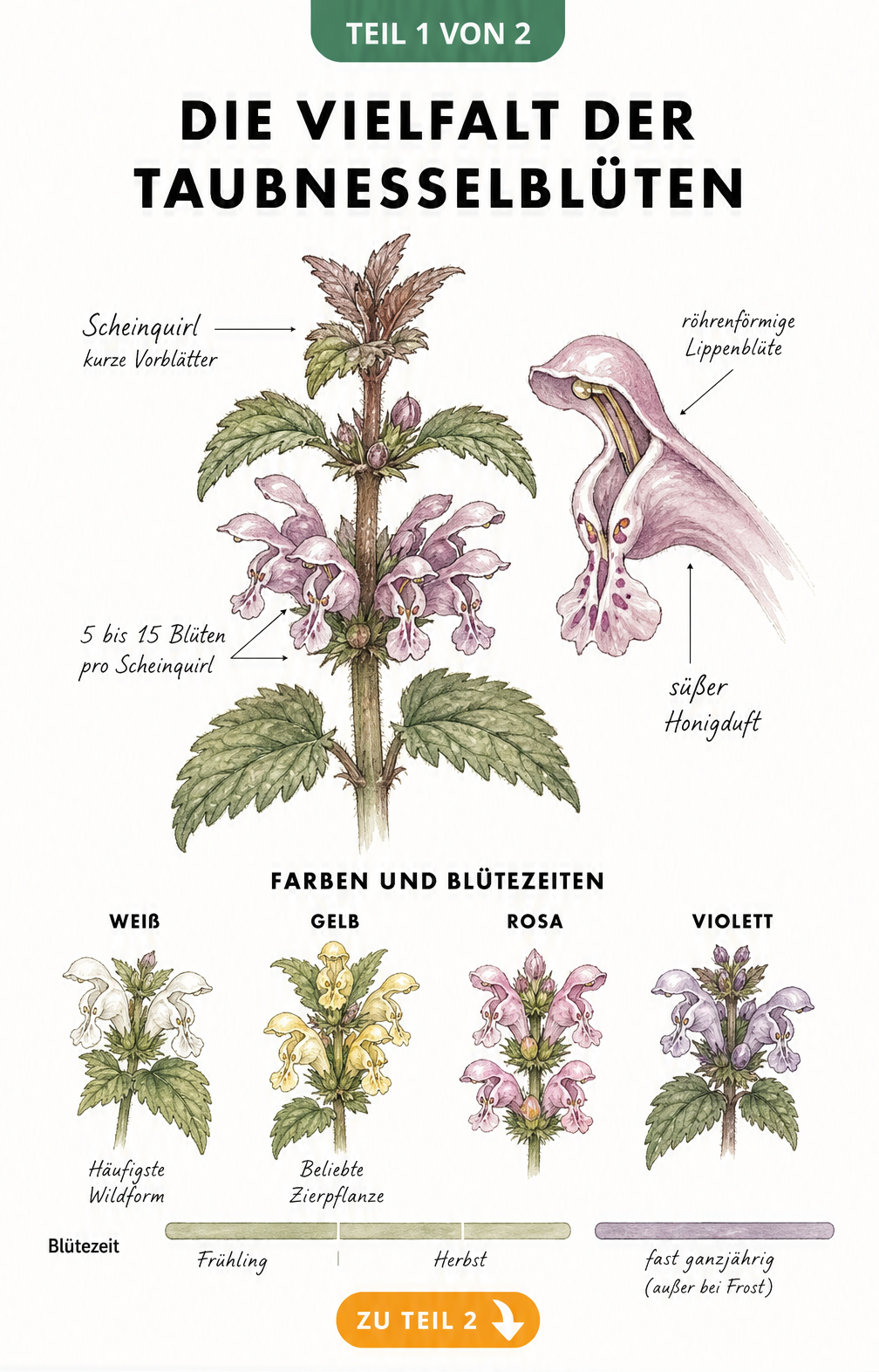Botanische Illustration einer Taubnessel mit Details zu Blütenaufbau, Farben und Blütezeiten