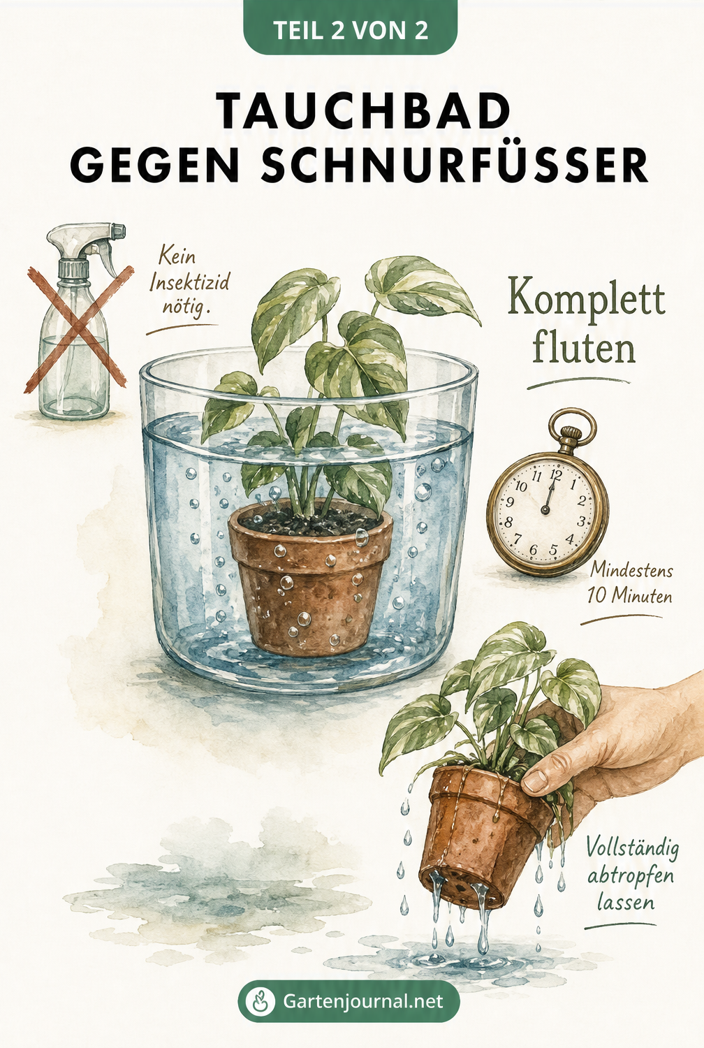 Aquarell-Zeichnung einer Zimmerpflanze, die komplett in einem Wassergefäß untergetaucht ist, um Schnurfüßer durch ein Tauchbad zu entfernen.