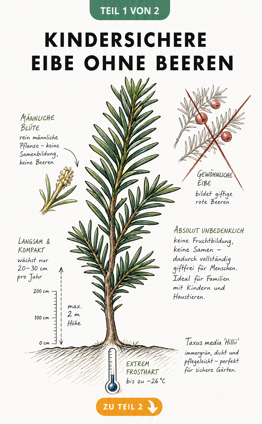 Illustration eines Zweiges der Taxus media 'Hillii' mit männlicher Blüte und durchgestrichenem Zweig mit roten Beeren