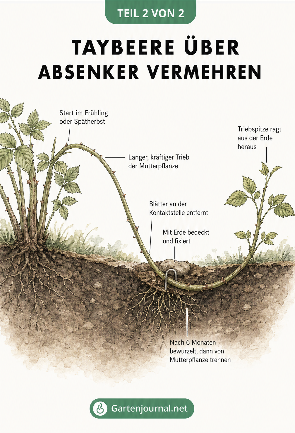 Querschnitt einer Gartenszene, die zeigt, wie ein Trieb der Taybeere als Absenker in die Erde gebogen und fixiert wird