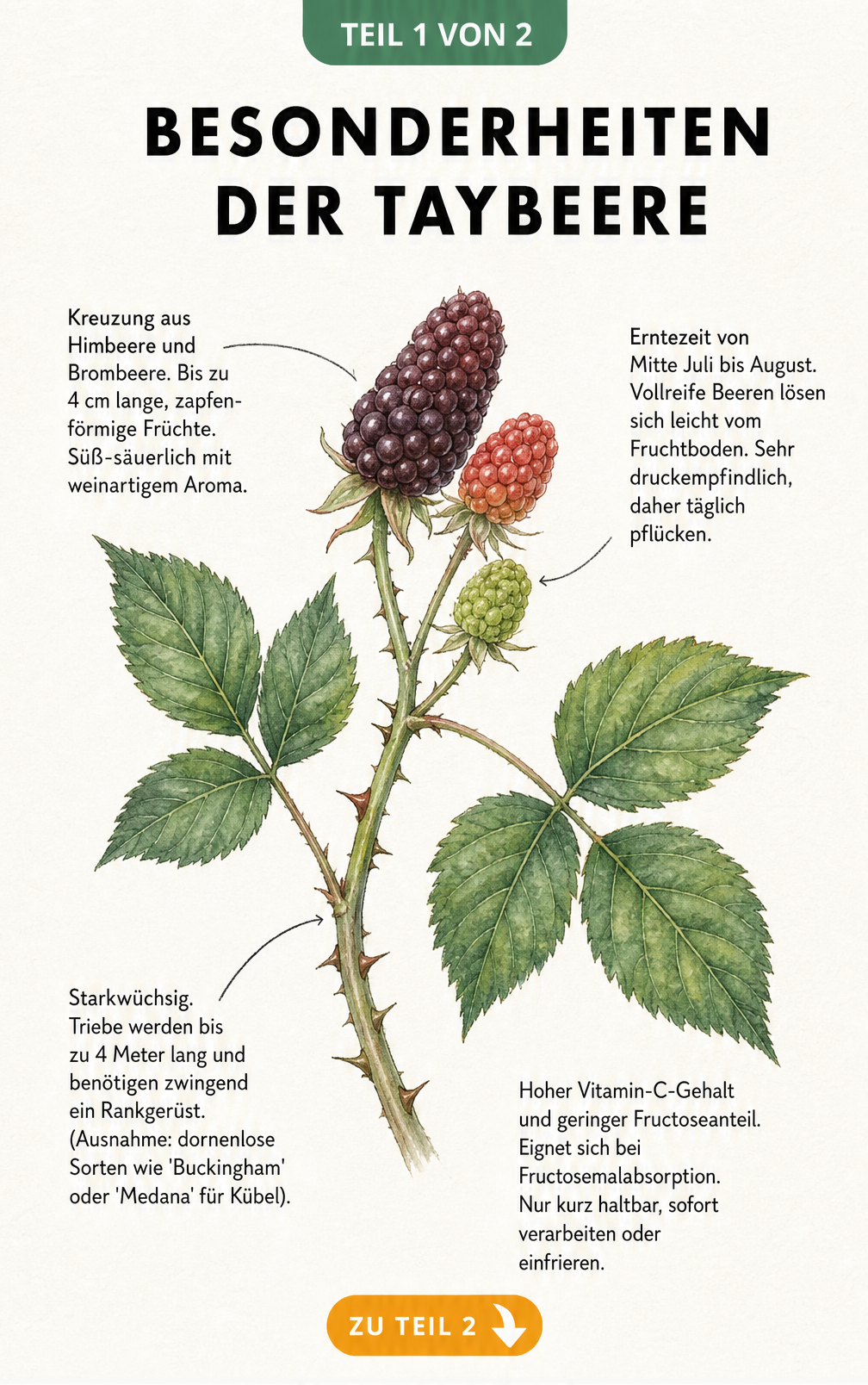 Botanische Zeichnung eines Taybeeren-Zweigs mit Blättern und Früchten in verschiedenen Reifestadien sowie Informationen zu Eigenschaften und Ernte.