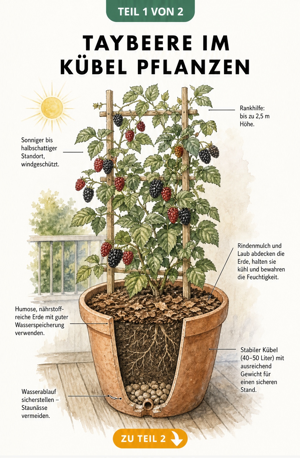 Botanische Illustration einer Taybeere im Kübel mit Rankhilfe, Rindenmulch und Hinweisen zu Standort und Wuchshöhe