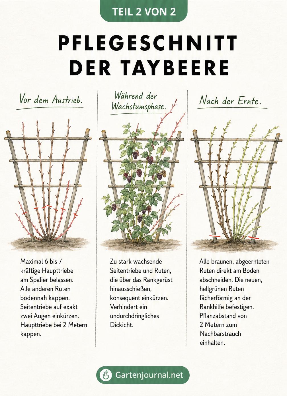 Skizze zum Pflegeschnitt der Taybeere in drei Phasen: Vor dem Austrieb im Frühjahr, während der Wachstumsphase im Sommer und nach der Ernte im Spätsommer.