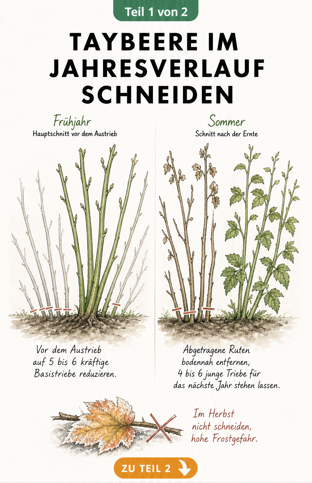 Botanische Illustration der Taybeere, die den Hauptschnitt im Frühjahr und den Sommerschnitt nach der Ernte zeigt.
