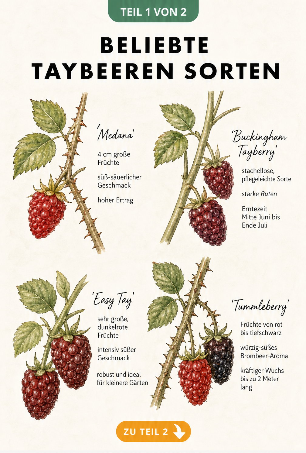 Botanische Illustration von vier Taybeeren-Sorten: Medana, Buckingham Tayberry, Easy Tay und Tummleberry mit ihren Eigenschaften.