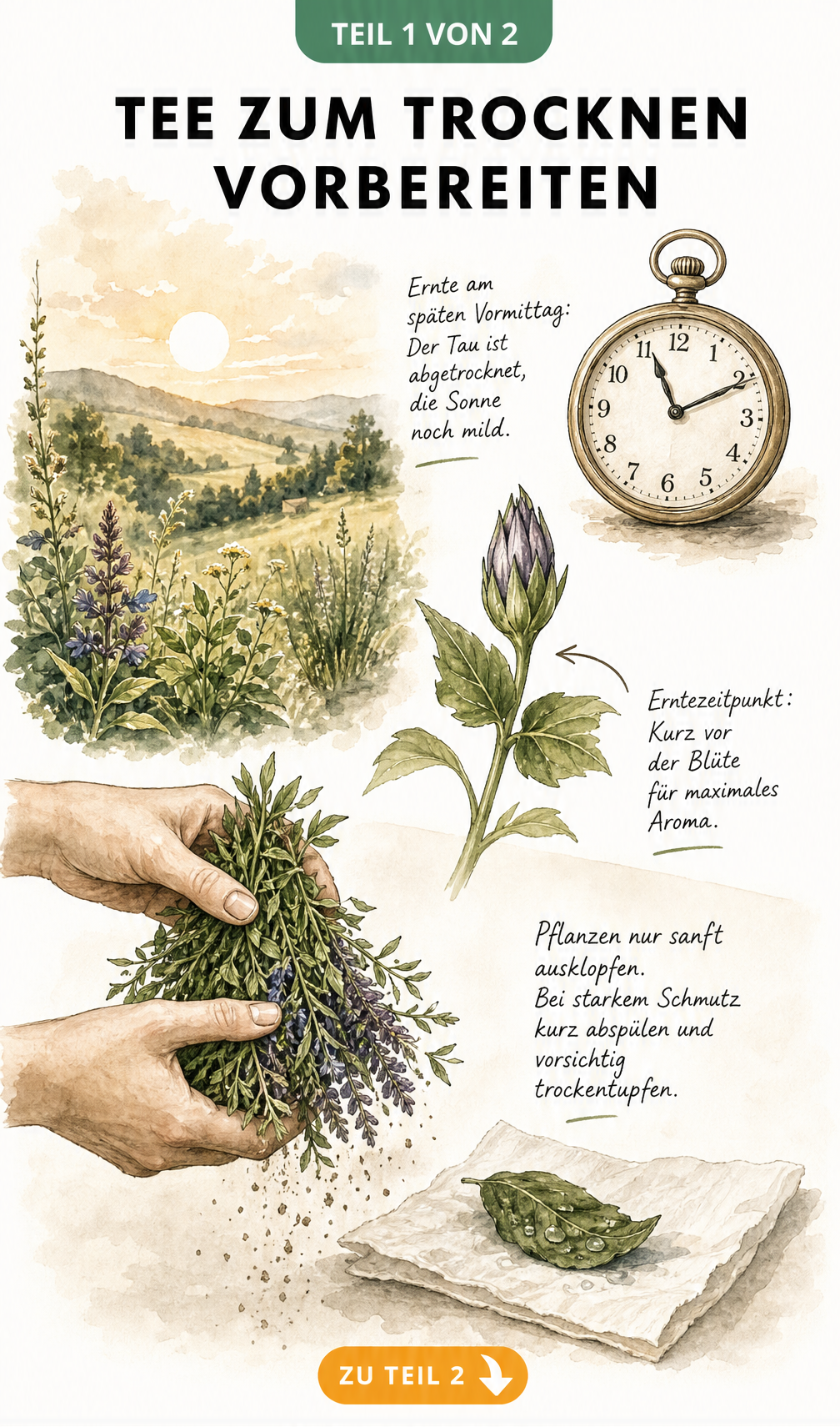 Illustration zur Vorbereitung von Tee zum Trocknen mit Erntezeitpunkt und Reinigung