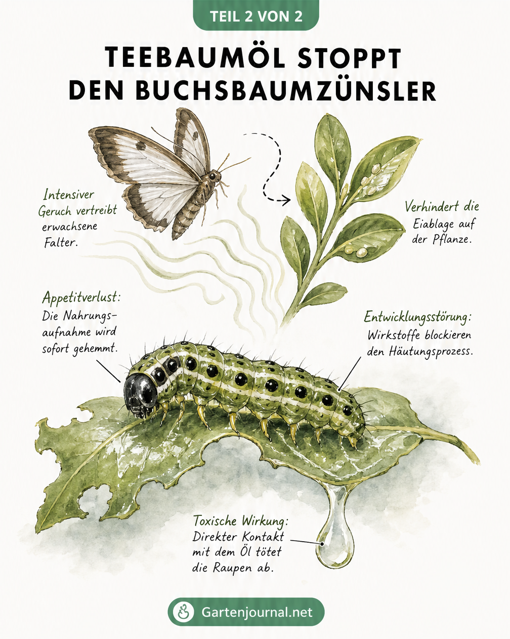 Illustration der Wirkung von Teebaumöl auf Buchsbaumzünsler-Falter und Raupen