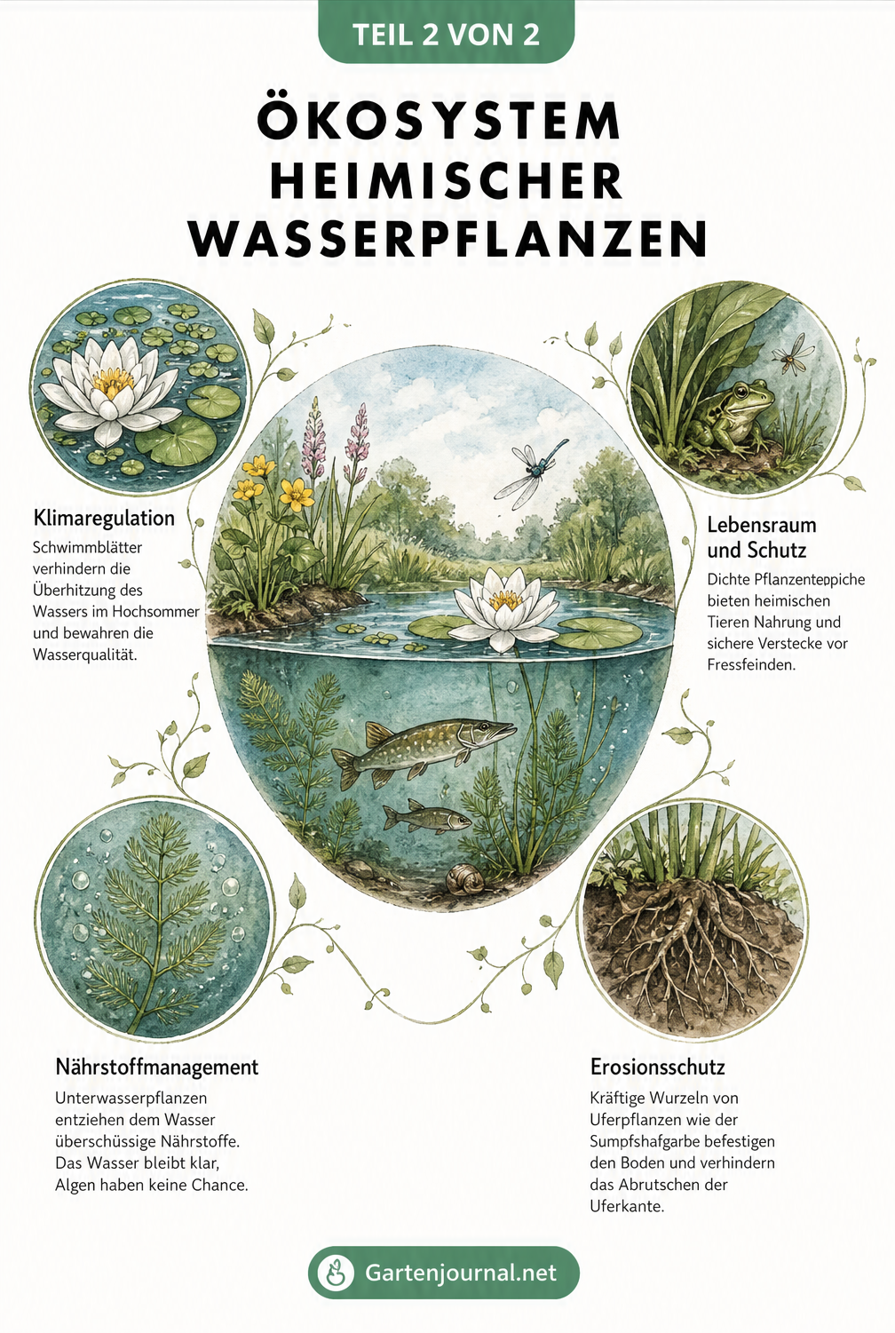 Illustration eines gesunden Teich-Ökosystems mit Details zu Klimaregulation, Lebensraum, Nährstoffmanagement und Erosionsschutz