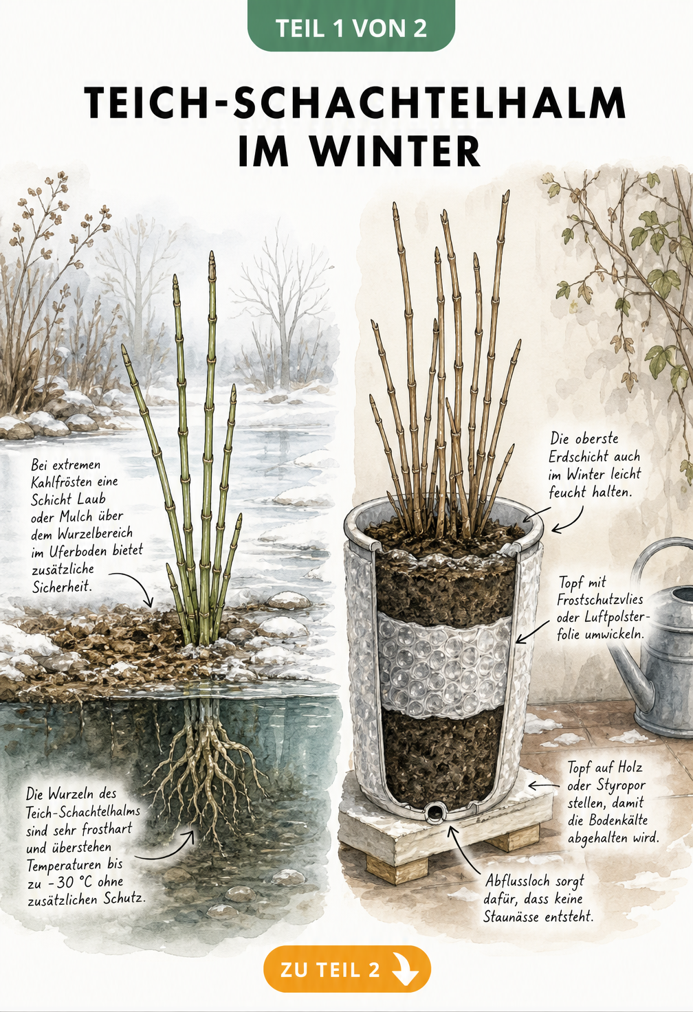 Illustration zweier Überwinterungsszenarien für Teich-Schachtelhalm: im Gartenteich mit Laubschutz und im Kübel mit Frostschutzvlies.