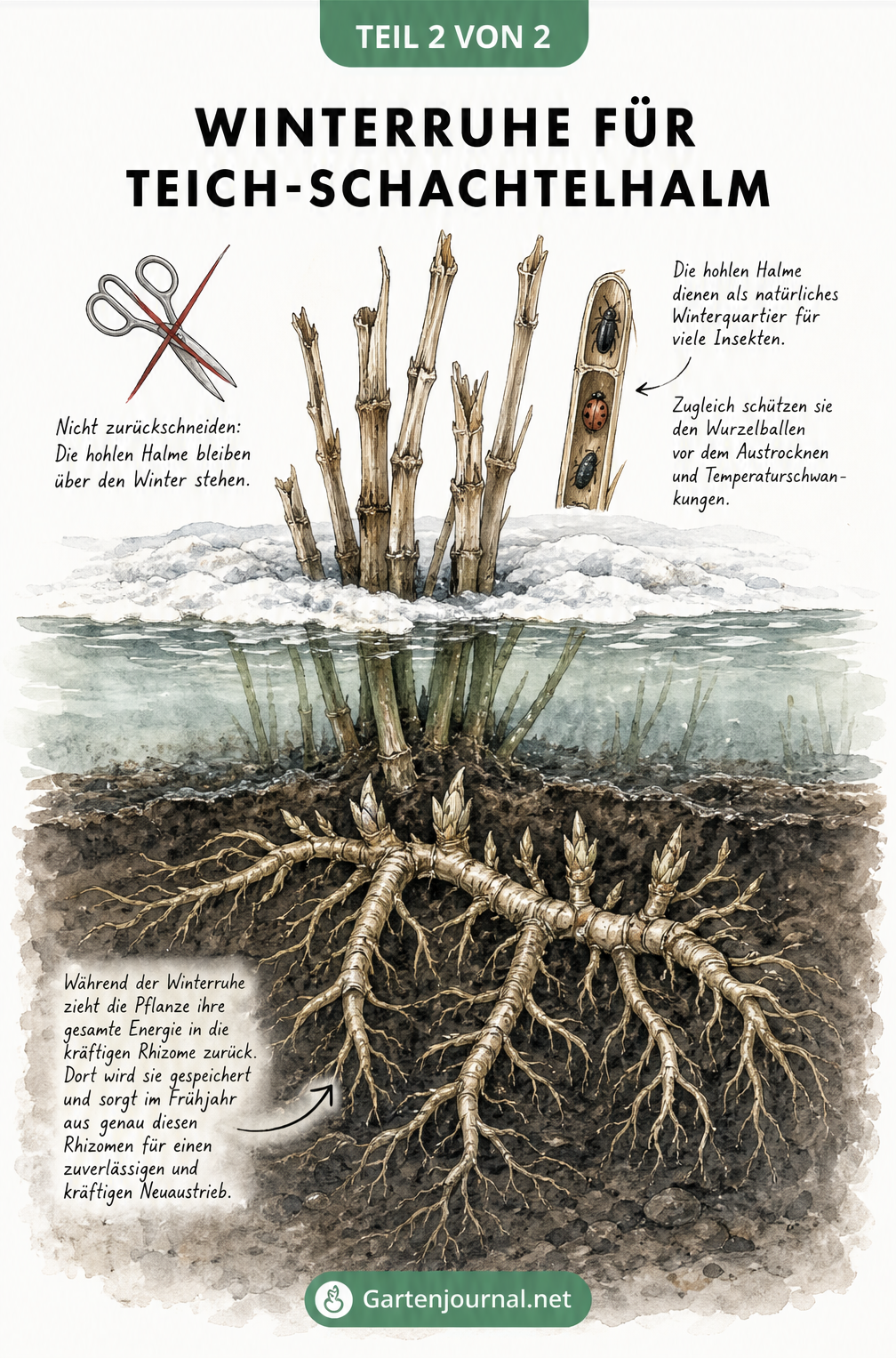 Querschnitt-Zeichnung des Teich-Schachtelhalms im Winter: Abgestorbene Stängel als Insektenquartier und kräftige Rhizome im Boden.