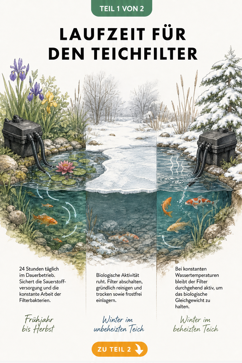 Illustration eines Gartenteichs im Querschnitt, die den Betrieb des Teichfilters im Frühjahr, Sommer und Winter zeigt.