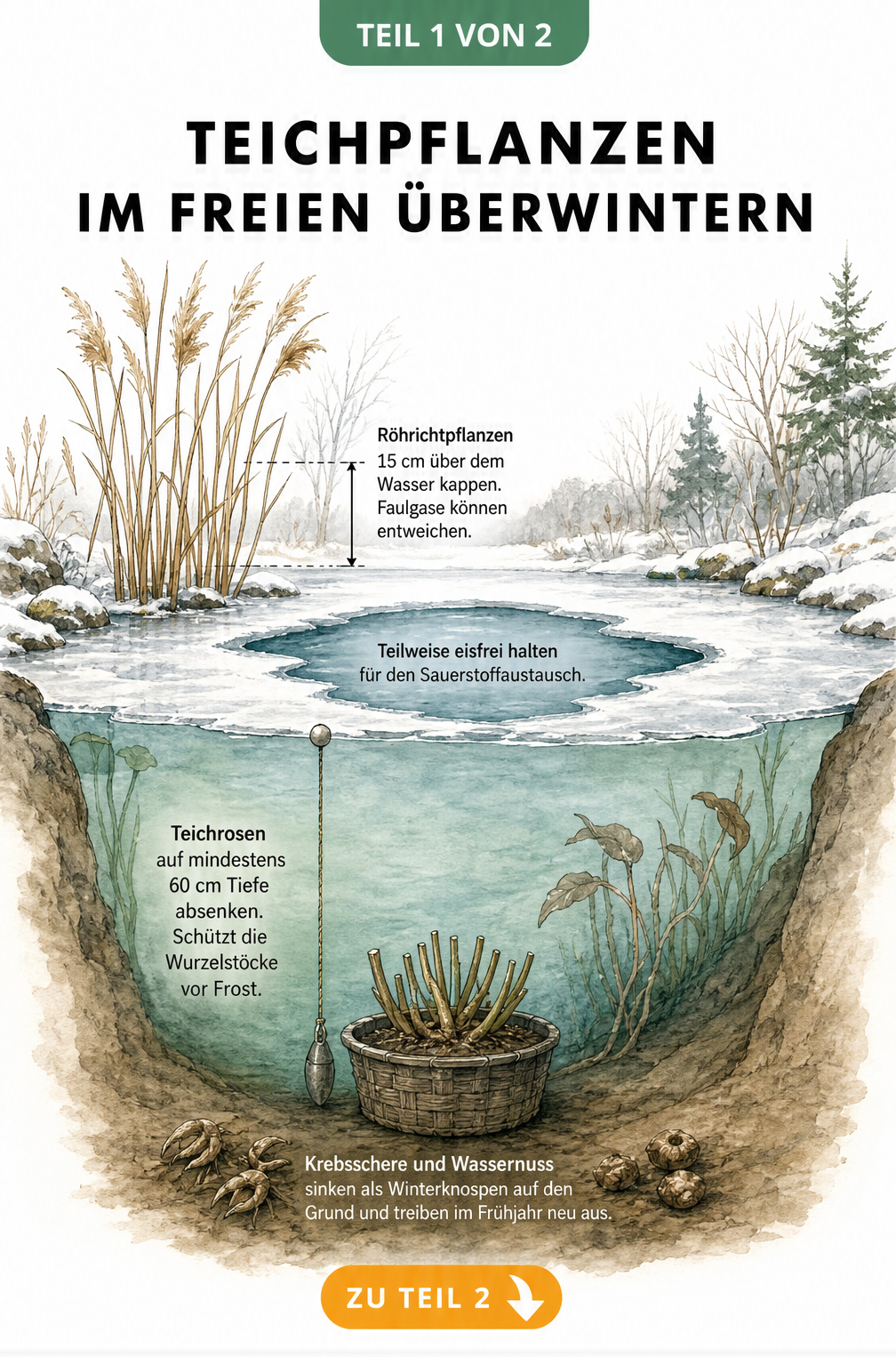 Querschnitt eines winterlichen Gartenteichs mit Schilf, Teichrose und Winterknospen in verschiedenen Tiefenzonen