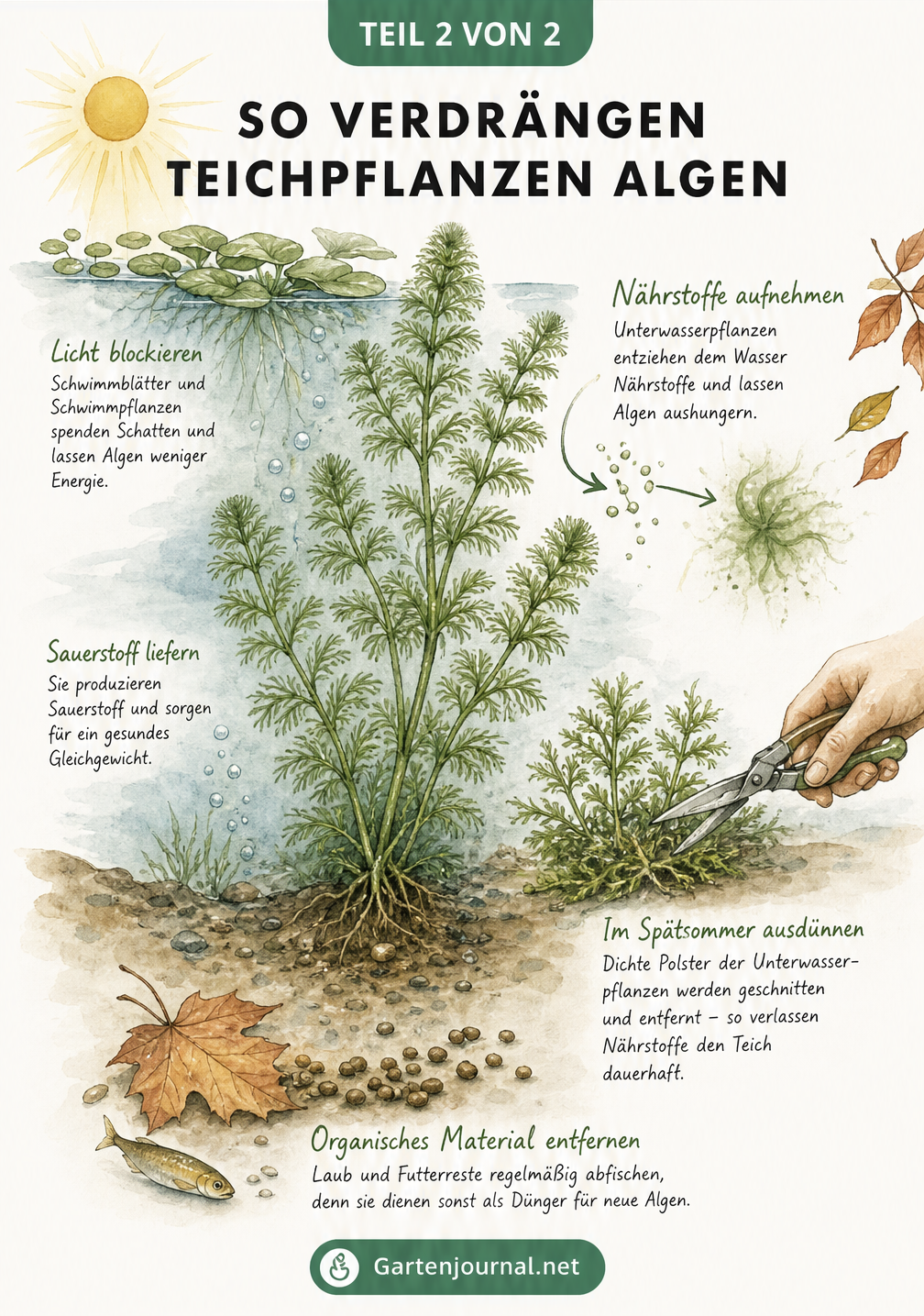 Illustration einer Unterwasserpflanze, die Nährstoffe aufnimmt und Algen verdrängt, sowie Pflegemaßnahmen im Herbst