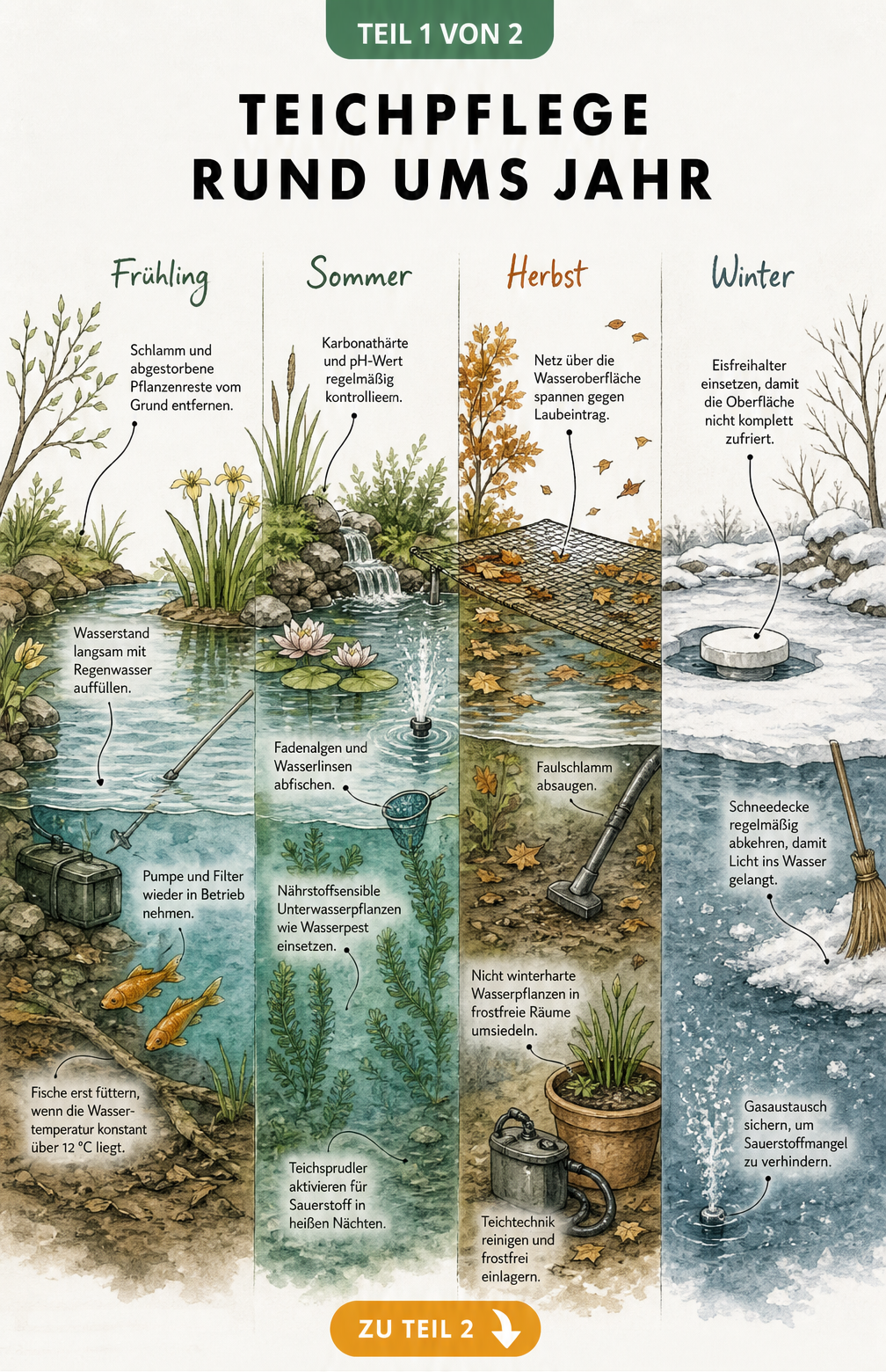 Handgezeichnete Schnittgrafik eines Gartenteichs im Jahresverlauf mit Pflegetipps für Frühling, Sommer, Herbst und Winter