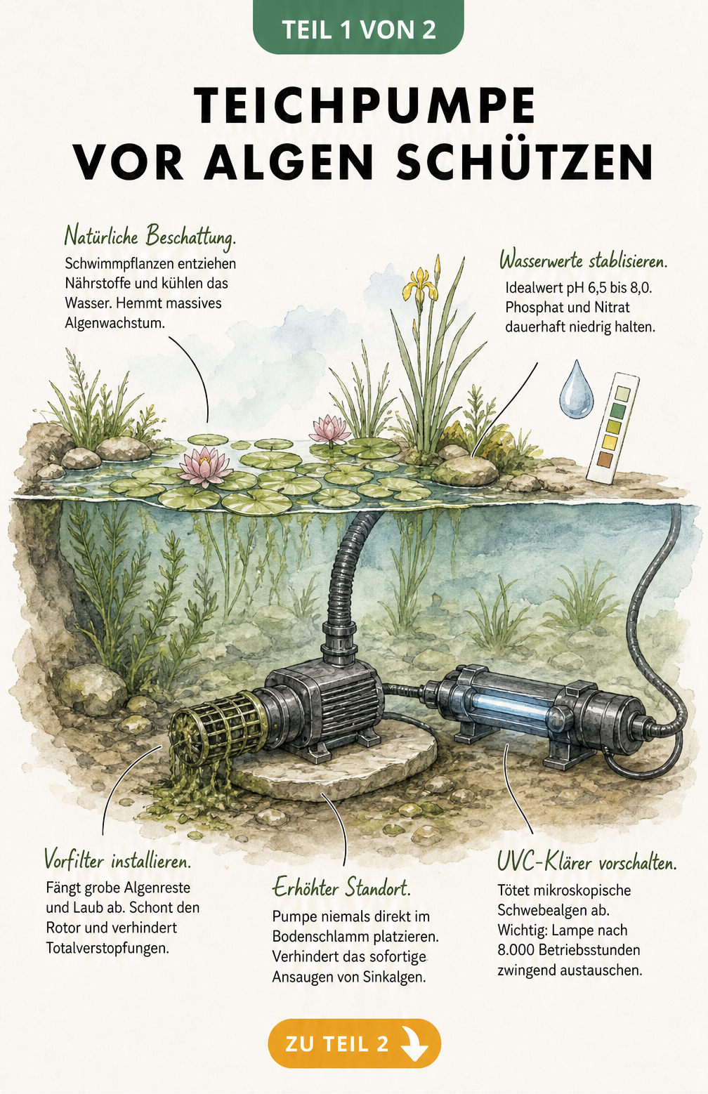 Querschnitt eines Gartenteichs mit erhöhter Teichpumpe, Vorfilter, UVC-Klärer und Schwimmpflanzen zur Algenprävention