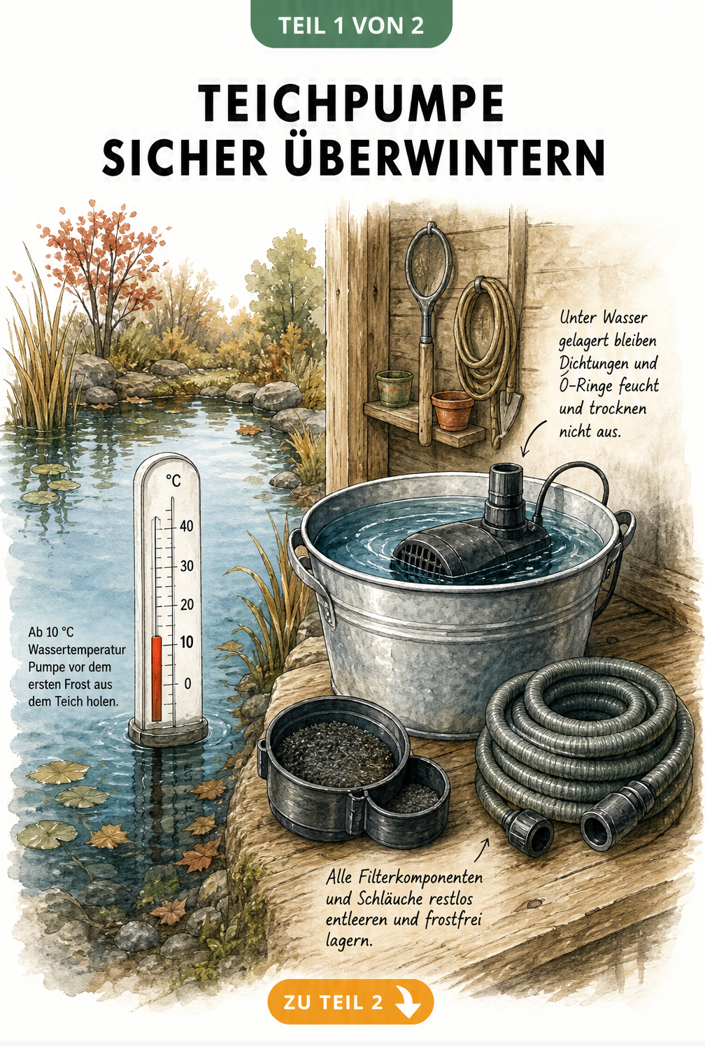 Illustration einer Teichpumpe, die im Winter in einem wassergefüllten Eimer im Schuppen gelagert wird, neben einem Thermometer im Teich bei 10 Grad.