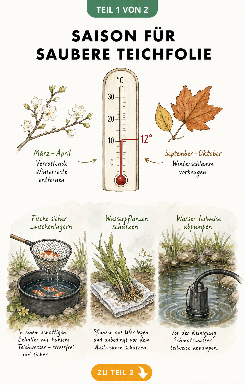 Illustration eines Wasserthermometers bei 12 Grad mit Frühlings- und Herbstmotiven sowie Szenen zur Vorbereitung der Teichreinigung